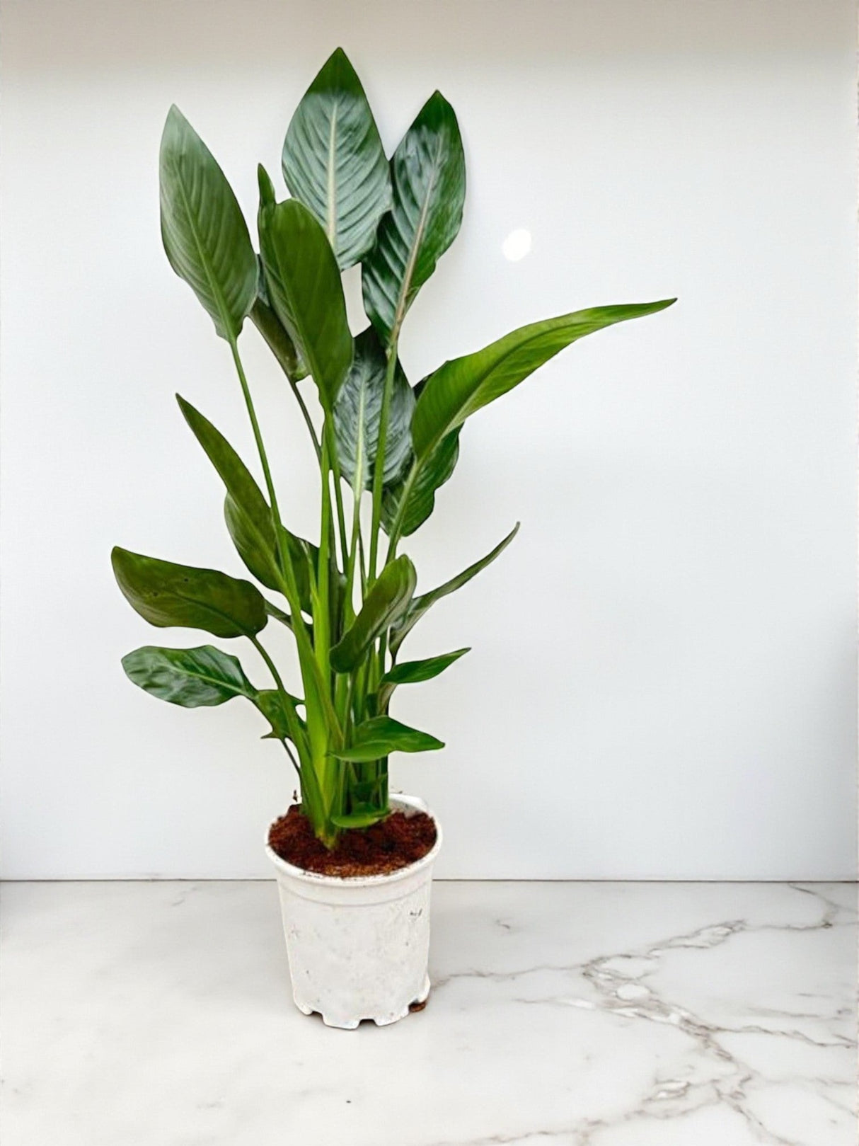 Livraison plante Strelitzia Reginae
