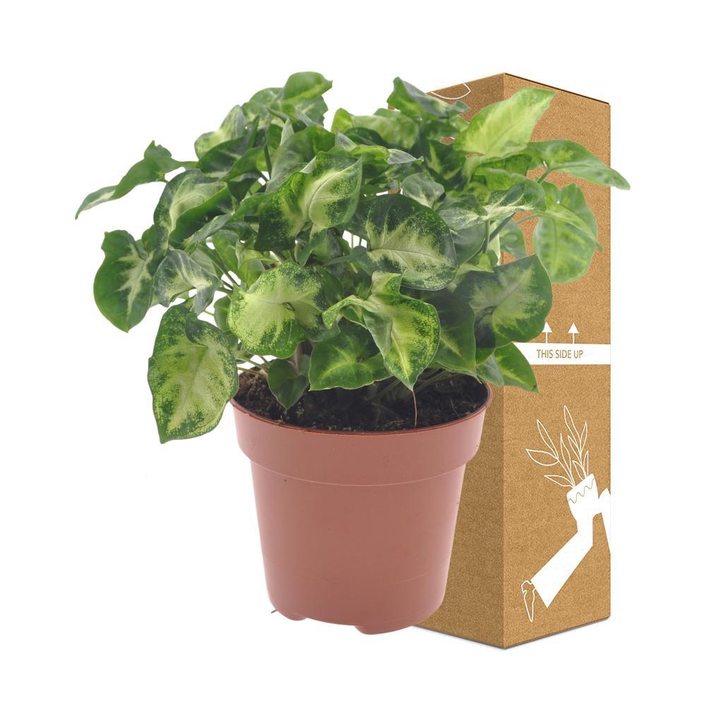 Livraison plante Syngonium Pixie - Ø12cm - ↕20cm