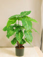 Livraison plante Syngonium - Plante verte artificielle