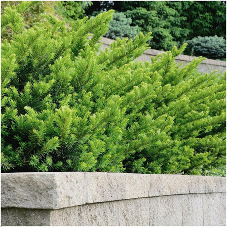 Livraison plante Taxus media Farmen - Lot de 6