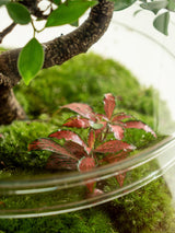 Livraison plante Terrarium - La Paz Midori