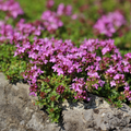 Krypande Timjan (Thymus praecox) 'Coccineus'