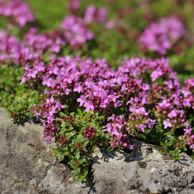 Krypande Timjan (Thymus praecox) 'Coccineus'