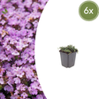 Livraison plante Thym Purple beauty