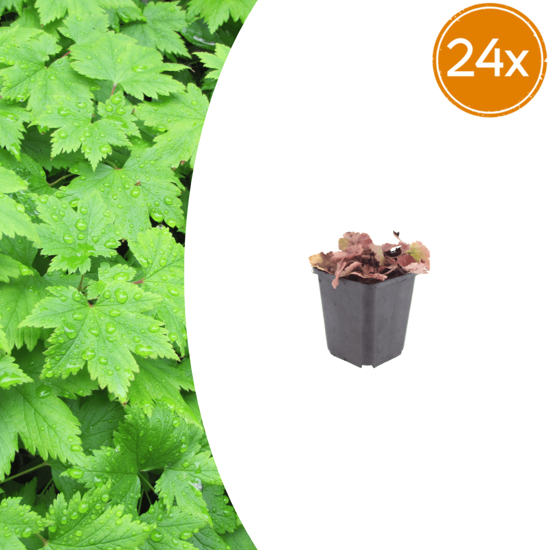 Livraison plante Tiarelle cordifolia