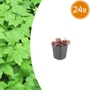 Livraison plante Tiarelle cordifolia