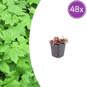 Livraison plante Tiarelle cordifolia