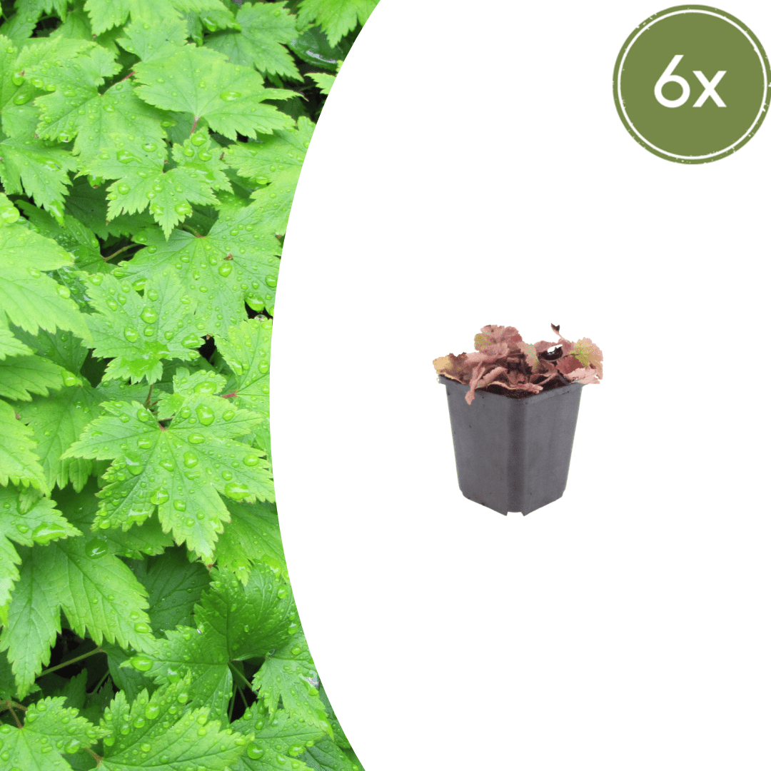 Livraison plante Tiarelle cordifolia