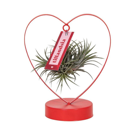 Livraison plante Tillandsia Ionantha Silver