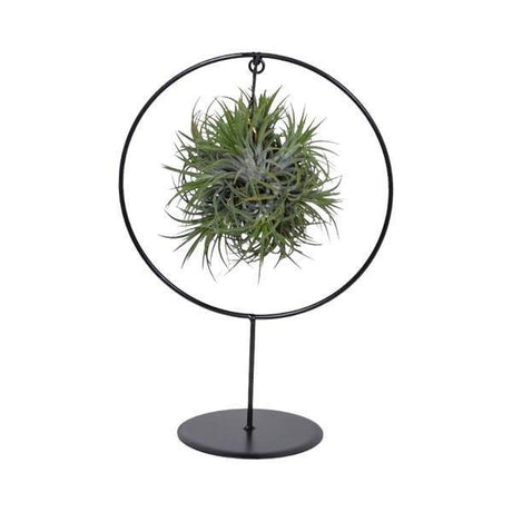 Livraison plante Tillandsia sur socle Ø17cm