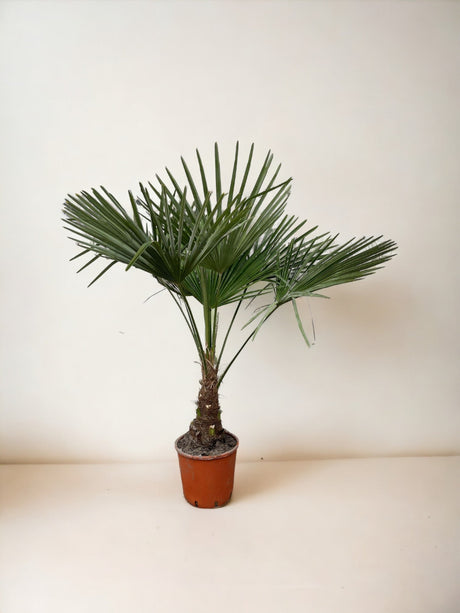 Livraison plante Trachycarpus