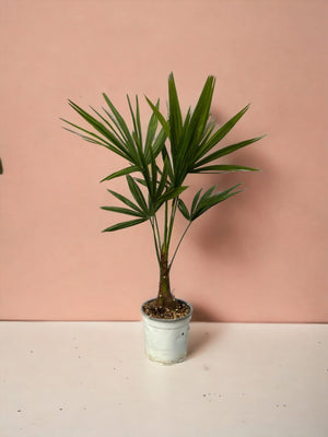 Livraison plante Trachycarpus Fortuneii