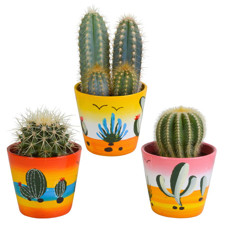 Livraison plante Trio de Cactus h18cm