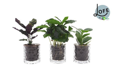 Livraison plante Trio de plantes avec pot en verre