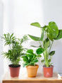 Livraison plante Trio de plantes populaires