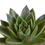 Livraison plante Trio d'Echeveria et leurs caches - pots h21cm