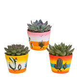 Livraison plante Trio d'Echeveria et leurs caches - pots h21cm