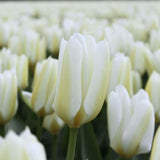 Livraison plante Tulipe Purissima - 15 bulbes