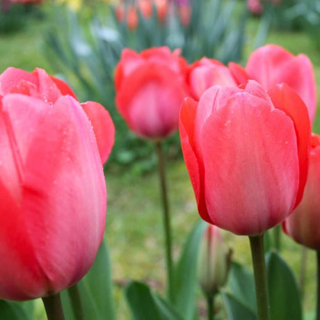 Livraison plante Tulipe 'Van Eijk' - 15 Bulbes (Taille 12+)