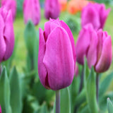 Livraison plante Tulipes Hollandaises - Mélange de Tulipes - 90 Bulbes