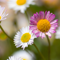 Framboeslilia av Karvinski (Erigeron karvinskianus) 'Erigeron karvinskianus'