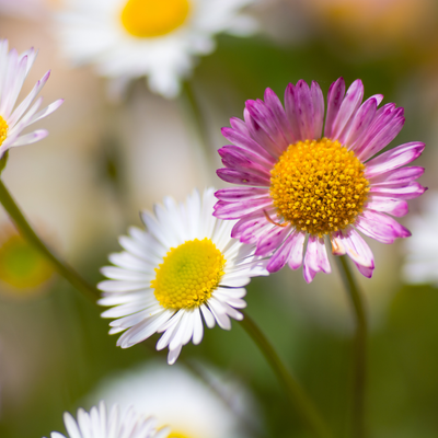 Framboeslilia av Karvinski (Erigeron karvinskianus) 'Erigeron karvinskianus'