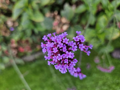 Buenos Aires Verbena (Verbena Bonariensis) 'Lollipop'