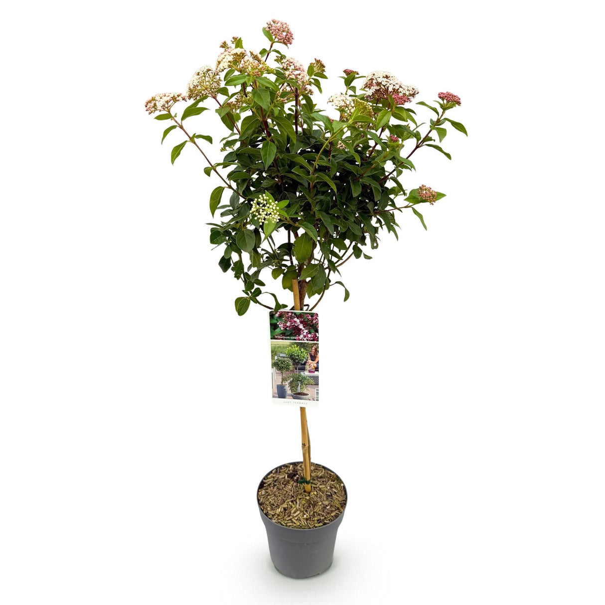 Livraison plante Viburnum tinus Eve Price – Pot 19 cm – Hauteur 90 cm