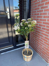 Livraison plante Viburnum tinus – Lot de 1 – Pot 19 cm – Hauteur 90 cm