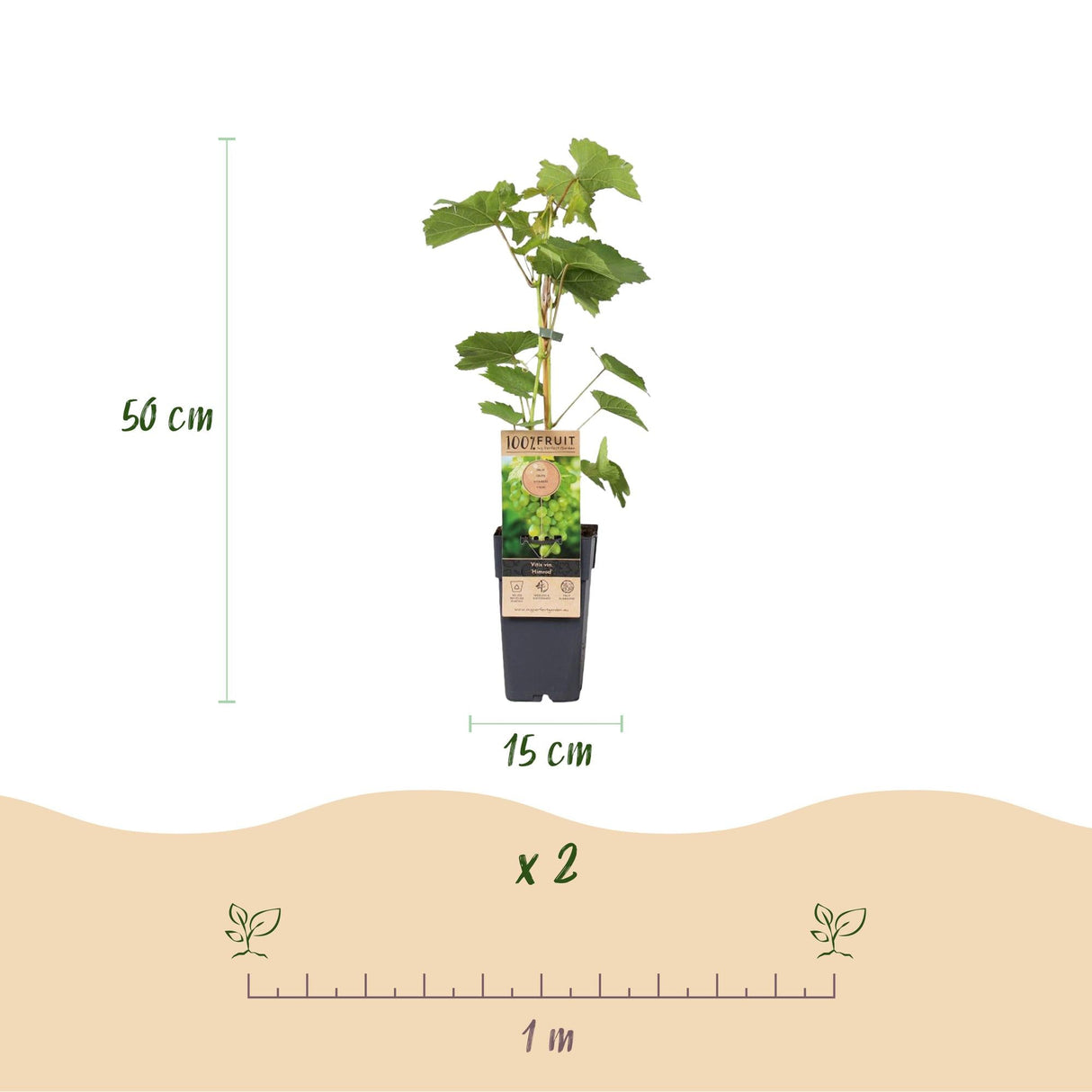 Livraison plante Vigne Vanessa & Himrod – Lot de 2 – Pot 15cm – Hauteur 50cm