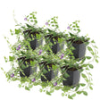 Livraison plante Vinca minor 'Atropurpurea' - Lot de 6