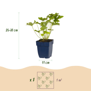 Livraison plante Vivaces d'ombre Mix – Lot de 8 – Pot 11 cm