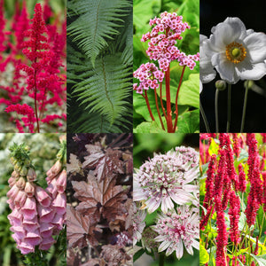 Livraison plante Vivaces d'ombre Mix – Lot de 8 – Pot 11 cm