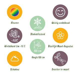 Livraison plante Vivaces d'ombre Mix – Lot de 8 – Pot 11 cm