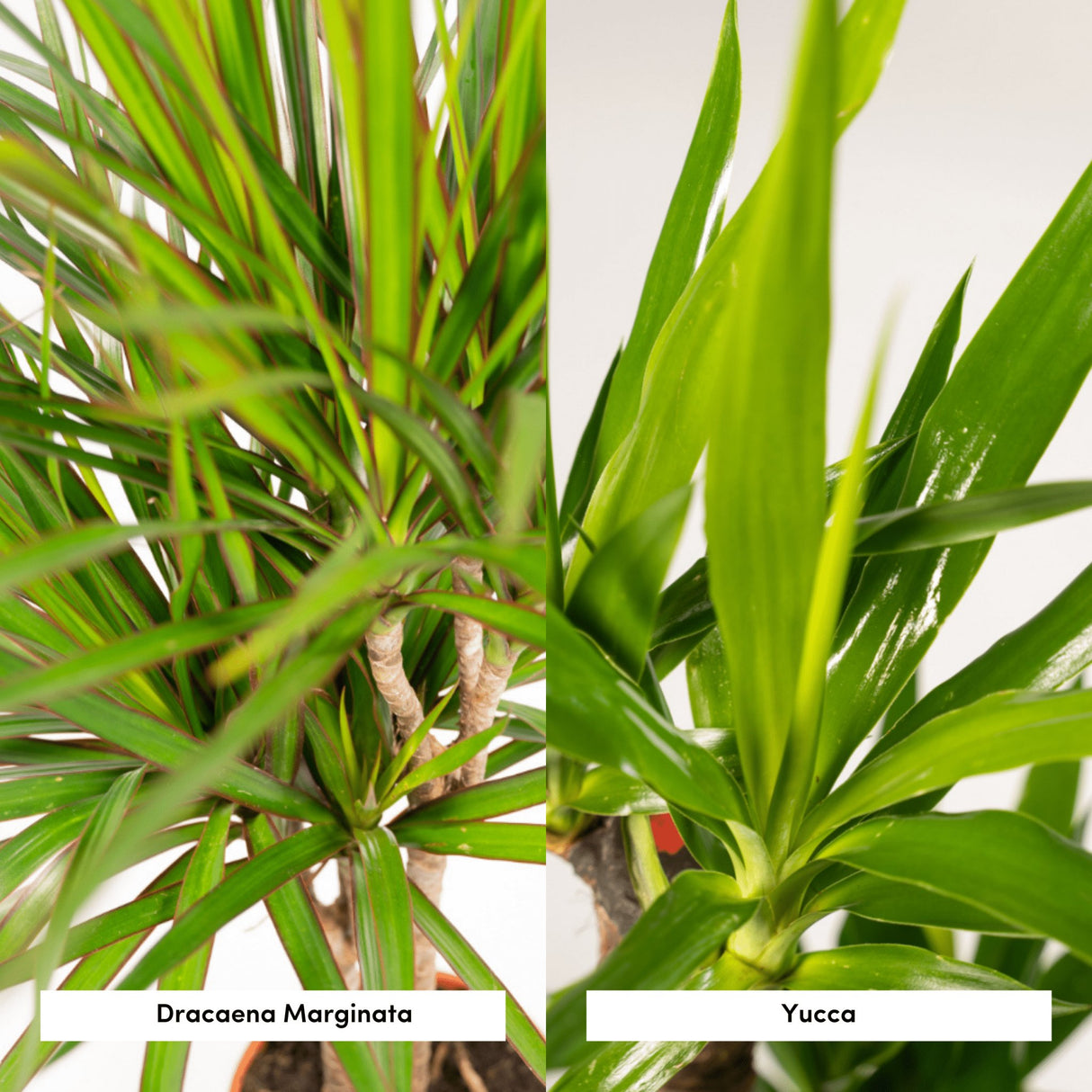 Livraison plante Yucca, Dracaena, duo de plantes h90cm