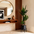 Livraison plante Yucca elephantipes