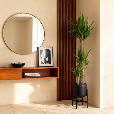 Livraison plante Yucca elephantipes d24cm H140cm