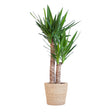 Livraison plante Yucca Elephantipes et son pot