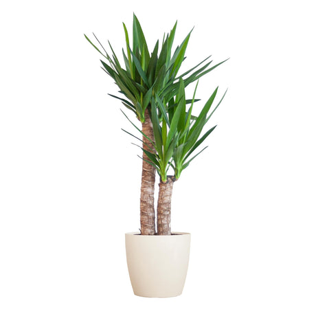 Livraison plante Yucca Elephantipes et son pot