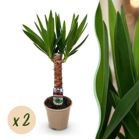 Livraison plante Yucca elephantipes – Lot de 2 – Pot 14 cm – Hauteur 55 cm