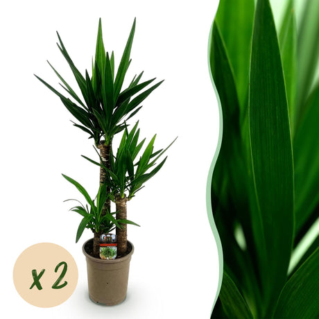 Livraison plante Yucca elephantipes – Lot de 2 – Pot 21 cm – Hauteur 100 cm