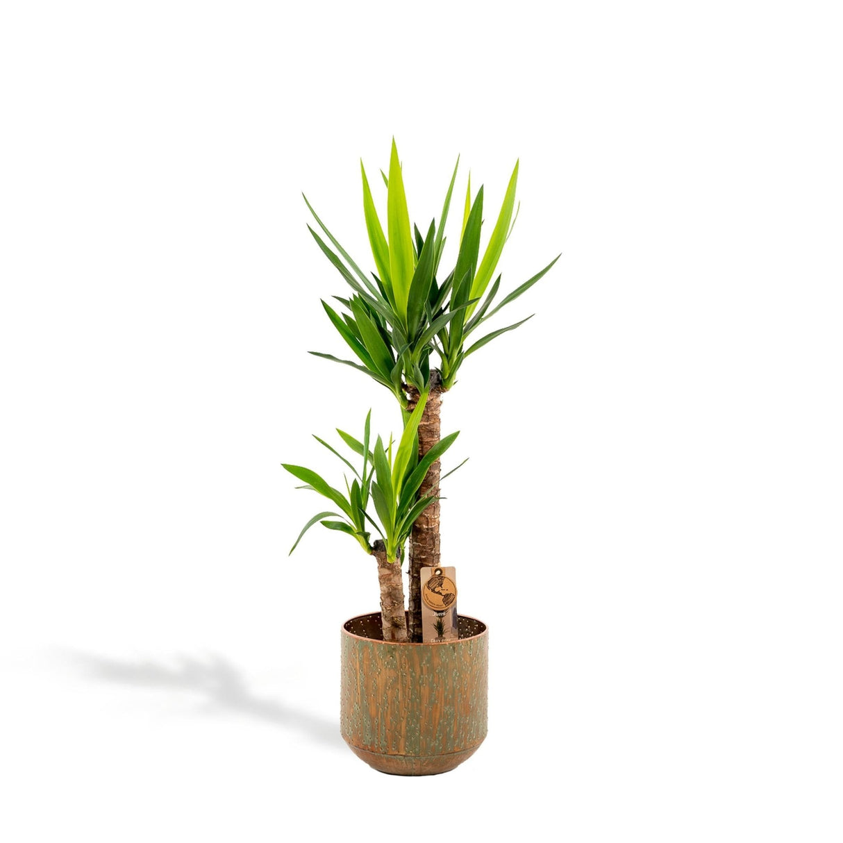 Livraison plante Yucca et son cache h100cm