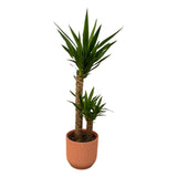 Livraison plante Yucca et son pot