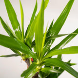 Livraison plante Yucca XL et son cache h100cm