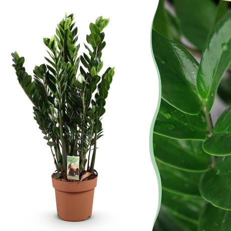 Livraison plante Zamioculcas