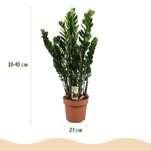 Livraison plante Zamioculcas