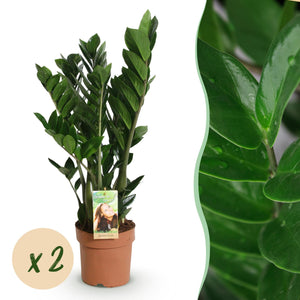 Livraison plante Zamioculcas - Lot de 2 - Pot 17 cm - Hauteur 65 - 75 cm
