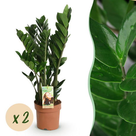 Livraison plante Zamioculcas - Lot de 2 - Pot 17 cm - Hauteur 65 - 75 cm