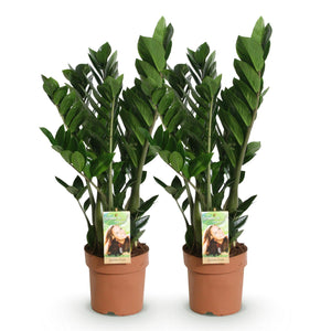 Livraison plante Zamioculcas - Lot de 2 - Pot 17 cm - Hauteur 65 - 75 cm