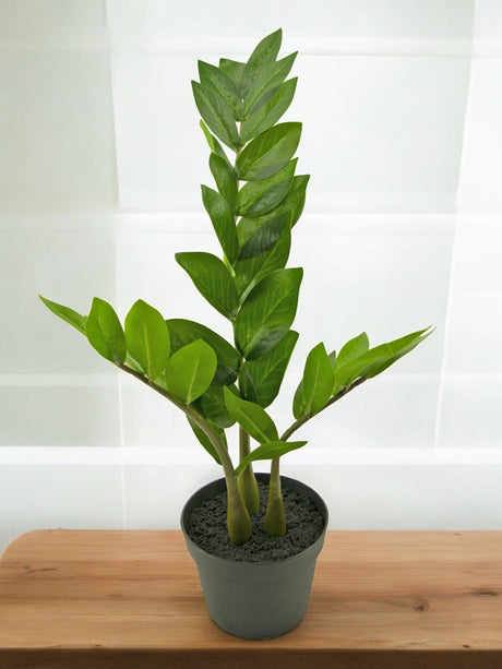 Livraison plante Zamioculcas - Plante verte artificielle